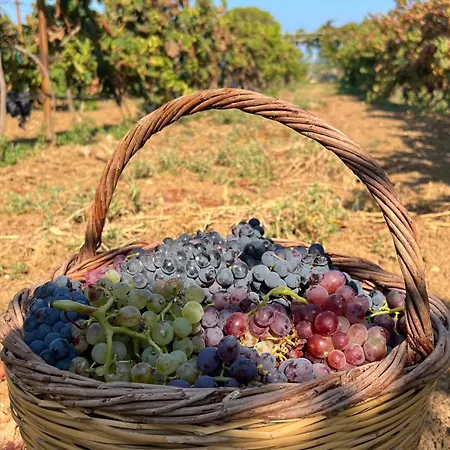 Terra Hélios Suites&studios Kyparissia