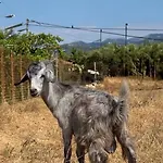 Terra Helios &
