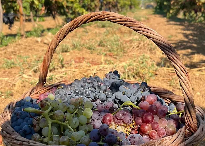 Terra Helios & Kyparissia